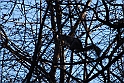 Torino 06_03_2011 - Scoiattolo_23